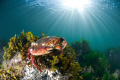   Red Rock Crab getting some sunSeattle WA U.S.A. USA  